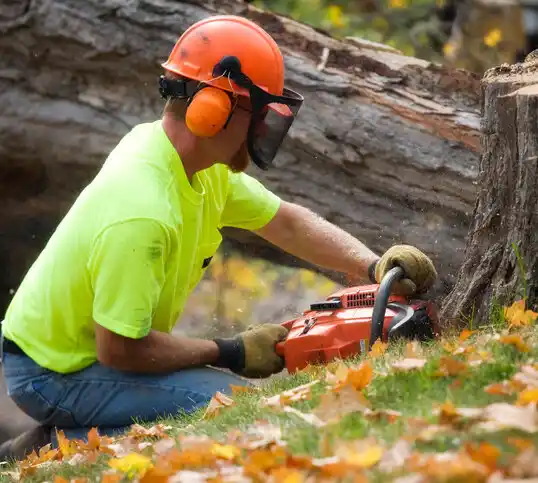 tree services Concord